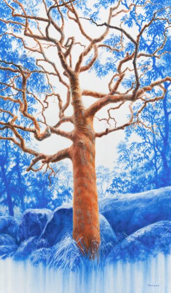 Anatomy Of The Angophora (Bouddi, NSW)