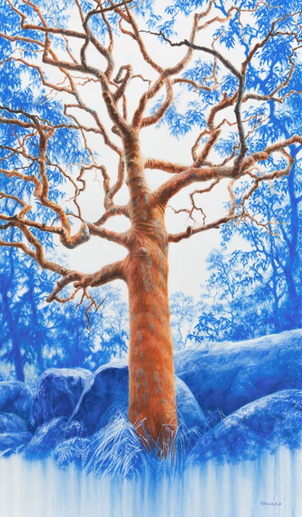 Artwork by Tim Owers: Anatomy Of The Angophora (Bouddi, NSW) | 2023 | Pastel on Paper