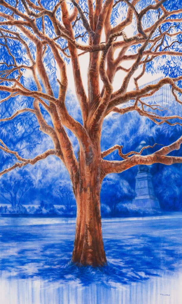 Artwork by Tim Owers: Anatomy Of The Angophora (The Domain, NSW) | 2023 | Pastel on Paper