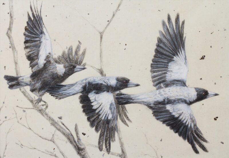 Flee (Flight Study of the Australian Magpie)