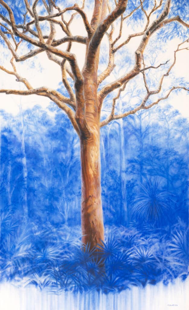 Artwork of a Sydney Red Gum (Angophora costata) set at Pearl Beach, NSW) by Tim Owers