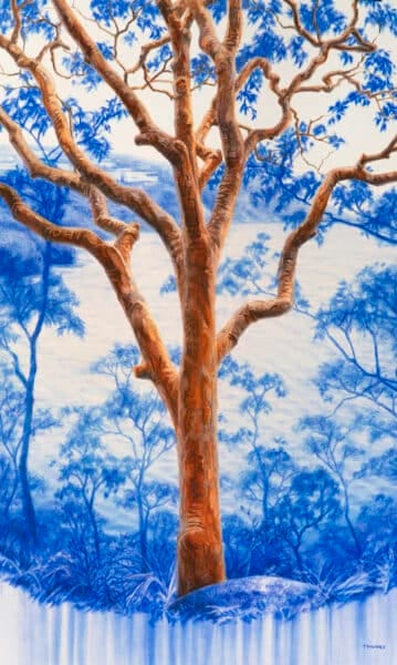 Anatomy Of The Anogophora (Mosman, NSW)